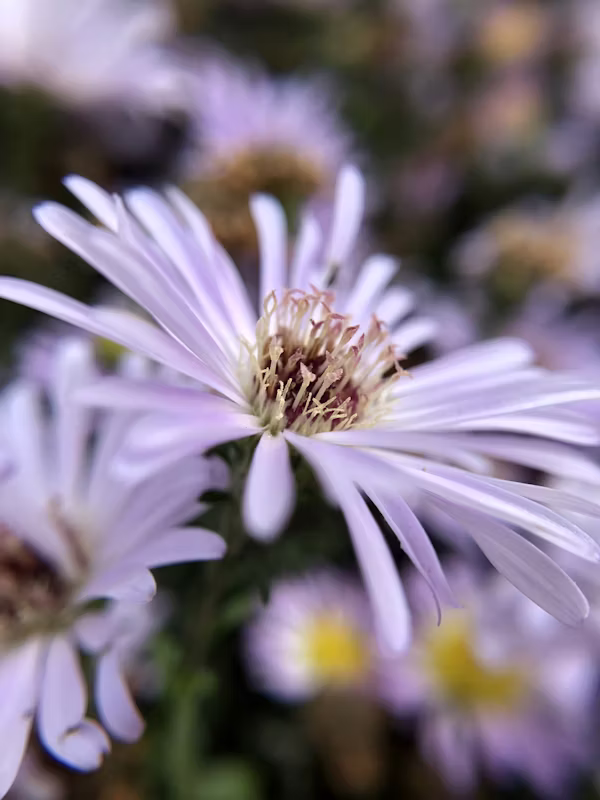 ΑΣΤΕΡ – Aster sp - 2